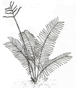 Axillary, Radical / Basal
